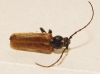 Phymatodes testaceus (Linnaeus, 1758)