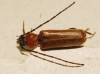 Phymatodes testaceus (Linnaeus, 1758)