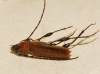 Phymatodes testaceus (Linnaeus, 1758)