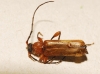 Phymatodes testaceus (Linnaeus, 1758)