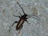 Phymatodes testaceus (Linnaeus, 1758)