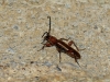 Phymatodes testaceus (Linnaeus, 1758)