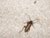 Phymatodes testaceus (Linnaeus, 1758)