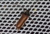 Phymatodes testaceus Phymatodes testaceus