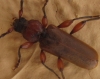 Phymatodes testaceus Phymatodes testaceus