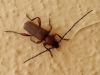 Phymatodes testaceus Phymatodes testaceus