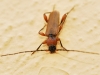 Phymatodes testaceus Phymatodes testaceus