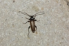 Phymatodes testaceus Phymatodes testaceus