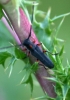 Phytoecia virgula (Charpentier, 1825)
