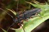 Phytoecia virgula (Charpentier, 1825)