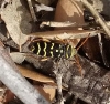 Plagionotus arcuatus (Linnaeus, 1758)