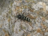Plagionotus arcuatus Plagionotus arcuatus