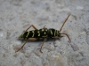 Plagionotus arcuatus (Linnaeus, 1758)