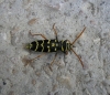 Plagionotus arcuatus (Linnaeus, 1758)