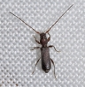 Poecilium glabratum (Charpentier, 1825)