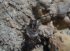 Pogonocherus cf.perroudi Mulsant, 1839 Pogonocherus cf.perroudi Mulsant, 1839
