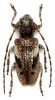Pogonocherus decoratus