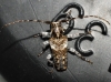Pogonocherus perroudi