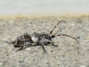 Pogonocherus sp Pogonocherus sp