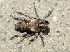 Pogonocherus sp Pogonocherus sp