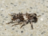 Pogonocherus sp Pogonocherus sp