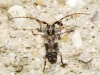 Pogonocherus sp Pogonocherus sp