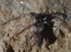 Pogonocherus sp. Pogonocherus sp.