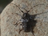 Pogonocherus sp. Pogonocherus sp.