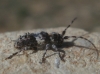 Pogonocherus sp. Pogonocherus sp.