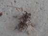 Pogonocherus sp. Pogonocherus sp.