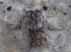 Pogonocherus sp. Pogonocherus sp.