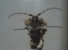 Pogonocherus sp. Pogonocherus sp.