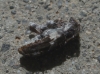 Pogonocherus sp. Pogonocherus sp.
