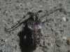 Pogonocherus sp. Pogonocherus sp.