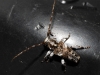 Pogonocherus sp.
