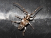Pogonocherus sp.