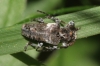 Pogonocherus sturanii Sama & Schurmann, 1982