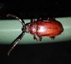 Prionus coriarius (Linnaeus, 1758)