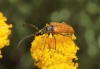 Pseudovadonia livida (Fabricius, 1777)