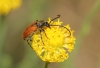 Pseudovadonia livida (Fabricius, 1777)