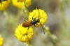 Pseudovadonia livida (Fabricius, 1777)