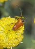 Pseudovadonia livida (Fabricius, 1777)
