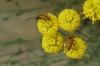 Pseudovadonia livida (Fabricius, 1777)