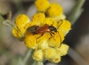 Pseudovadonia livida (Fabricius, 1777)