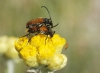 Pseudovadonia livida (Fabricius, 1777)