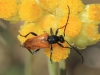 Pseudovadonia livida (Fabricius, 1777)