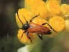 Pseudovadonia livida (Fabricius, 1777)