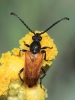 Pseudovadonia livida (Fabricius, 1777)