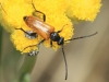 Pseudovadonia livida (Fabricius, 1777)