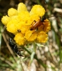 Pseudovadonia livida (Fabricius, 1777)